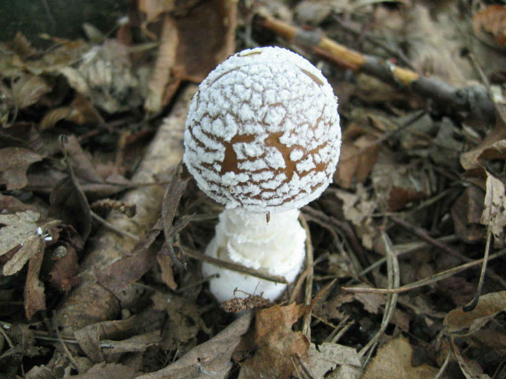 2005 :  Un anno di funghi